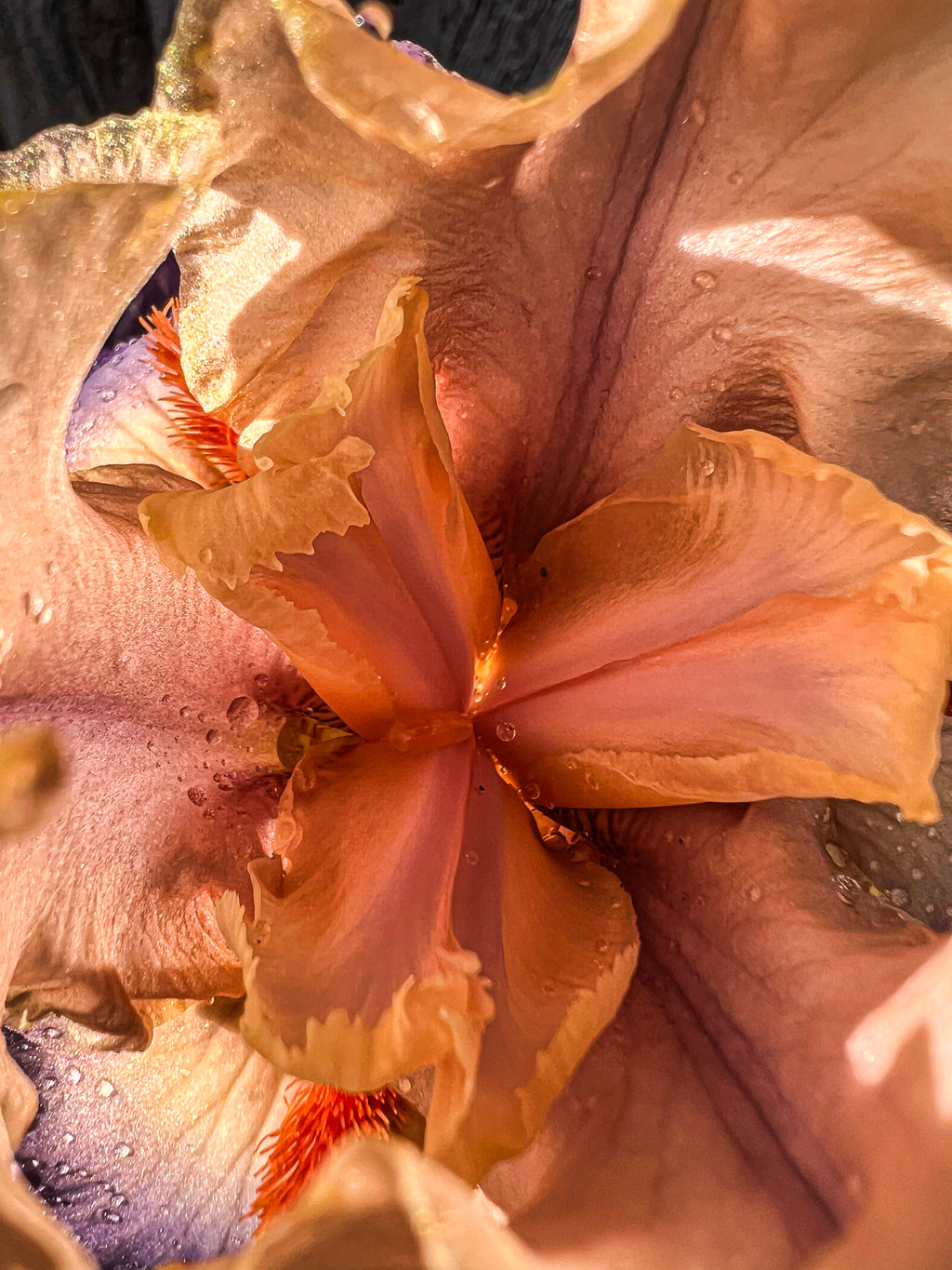 Wild Iris Tongue (4)