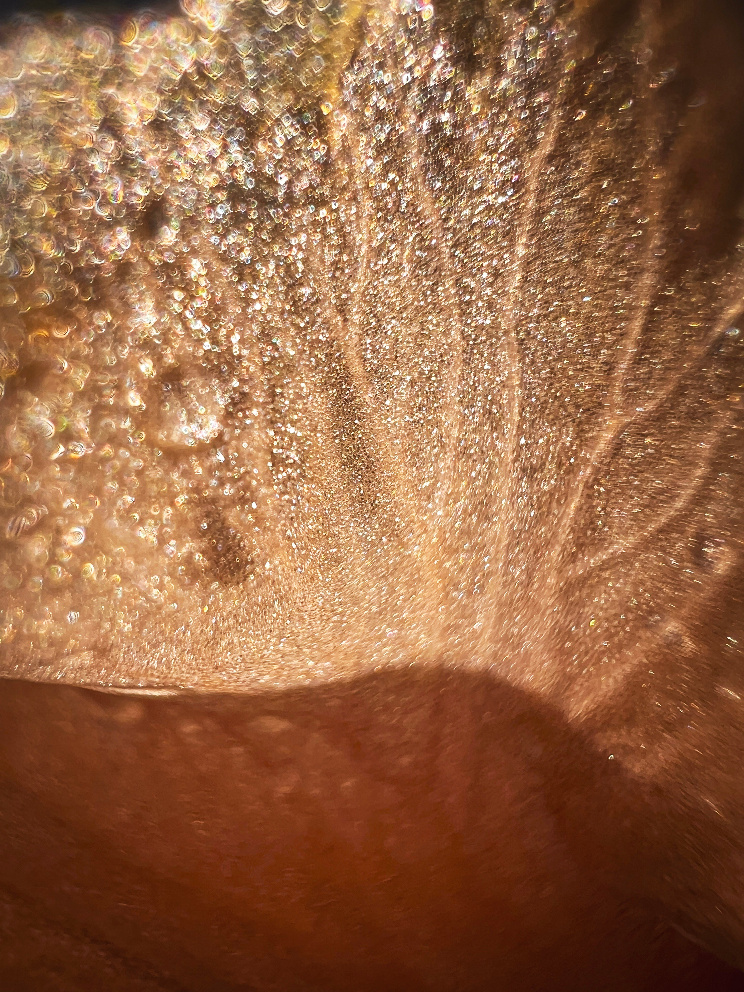 Wild Iris Tongue (3)