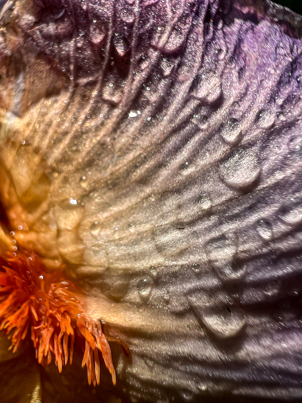 Wild Iris Tongue (2)