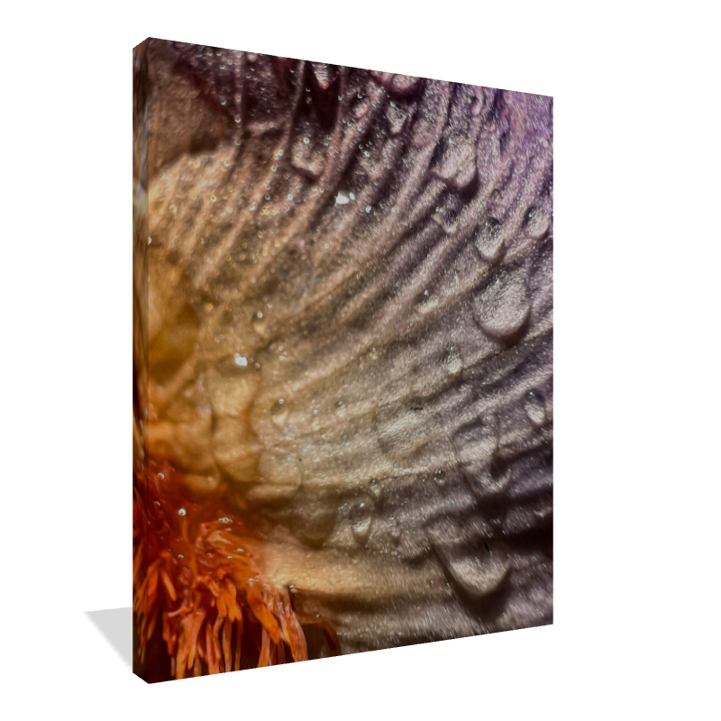 Wild Iris Tongue (2)