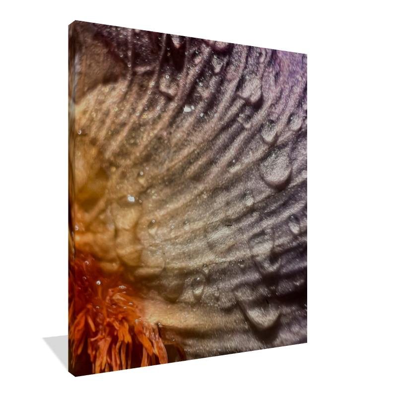 Wild Iris Tongue (2)