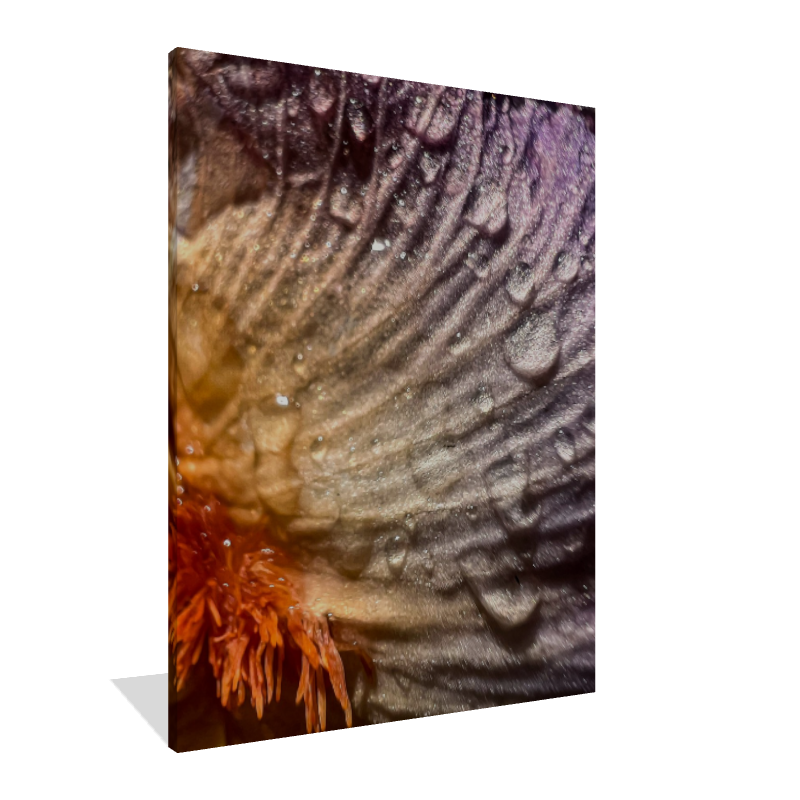 Wild Iris Tongue (2)