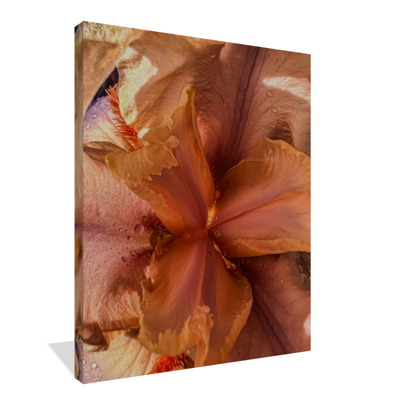 Wild Iris Tongue (4)